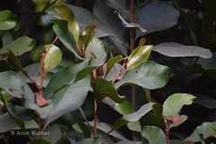 Sideroxylon ferrugineum